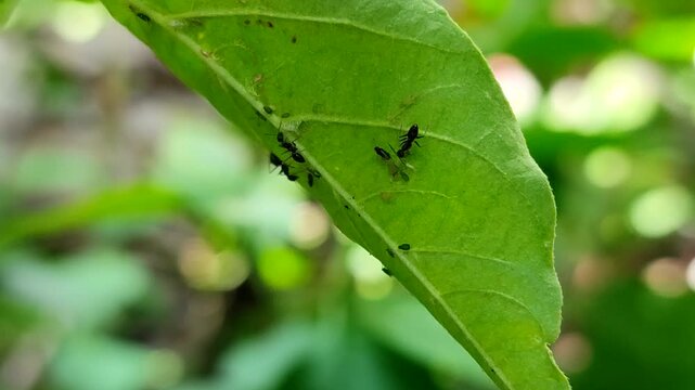 Mutualistic symbiosis of black ants and aphids (Aphidoidea) under the surface of green leaves, the concept of plant pests and natural ecosystems