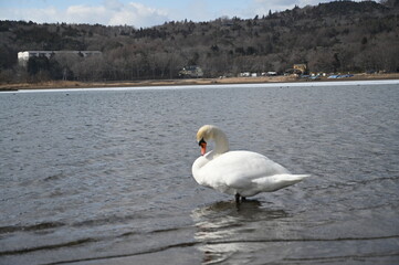 白鳥湖