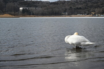 白鳥湖