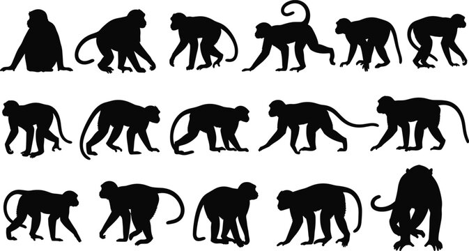 Set of monkey silhouettes in various poses, wild primate animals collection, tropical macaque and chimpanzee vector icons, wildlife nature elements for design,