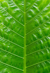 Green tropical leaf texture with natural vein pattern