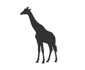 Obraz premium A black silhouette of a giraffe standing alone on a white background