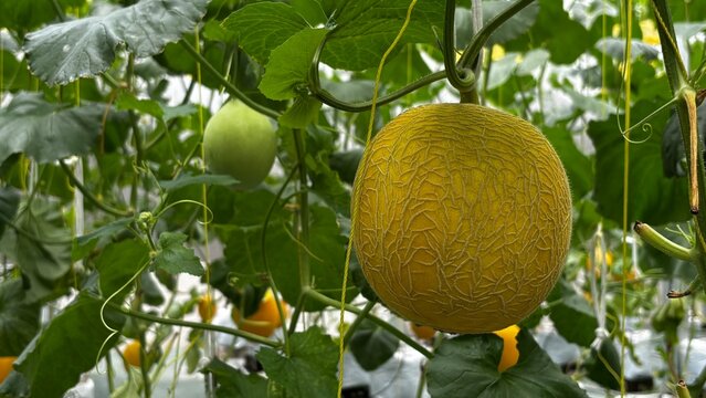 A close-up of a Hami (or Hamigua) melon grown in a greenhouse using a hydroponic system. This melon variety originates from Xinjiang, China, and is known for its sweet, crunchy, and juicy texture.