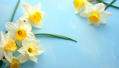 Daffodils on blue White petals surround sunny yellow centers, arranged on a textured sky blue background