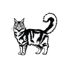 Obraz premium Maine Coon cat illustration, black and white longhair cat art