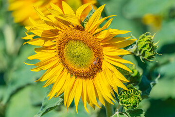 Obraz premium Honey Bees in the Heart of Summer Sunflowers