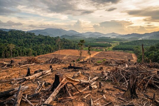 Deforestation clear cut land with logs and stumps in Borneo rainforest