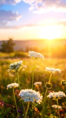 Flowers in a meadow bask in the warm glow of the setting sun, sky visible
