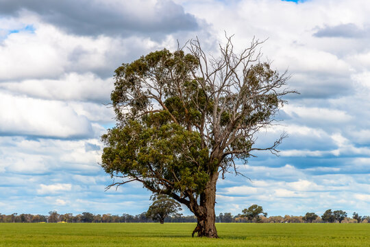 Clouds over the green pastures in the Riverina countryside