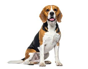 Beagle, tricolor with floppy ears, sits and smiles, isolated white background