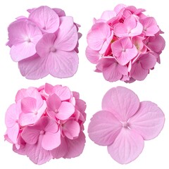 Four pink hydrangea flower heads, individually and clustered, are isolated on white, offering various angles and textures
