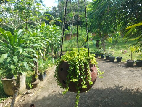 Close-up of a hanging potted plant with lush greenery in a serene outdoor garden setting with various potted plants.