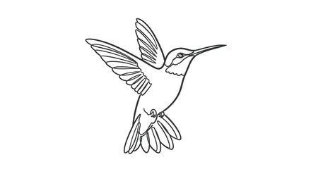 Fototapeta premium Delicate black and white line art illustration of a hummingbird in flight with wings spread wide and tail feathers fanned out