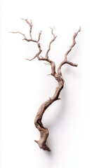 Fototapeta premium Twisted dry tree branch