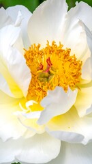 Obraz premium Close-up showcases a radiant white flower, its petals gently framing a vibrant yellow and green center