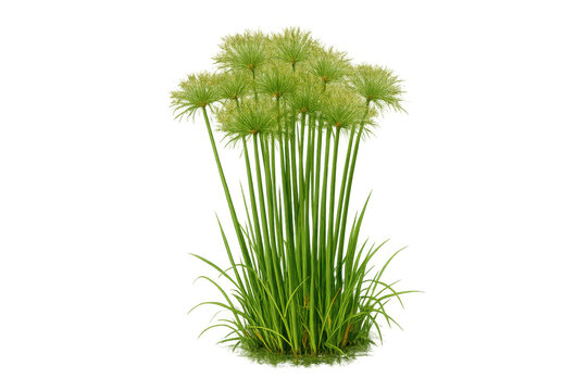 Papyrus aquatic plant cyperus cyperus papyrus, umbrella sedge, bulrush or nile grass on transparent background