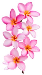 Delicate pink plumeria flowers cluster on a stem against a white background, showcasing vibrant hues and soft petal textures