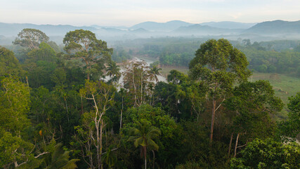 Aerial view background of tropical green tree forest with river canal morning sunrise fog