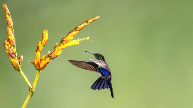 Panoramic of Violet Sabrewing hummingbird with a tubular flower
