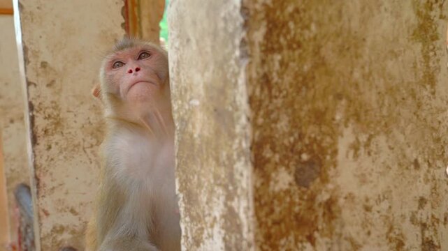 Close-up of a rhesus macaque at Galta Ji Temple in Jaipur, India.