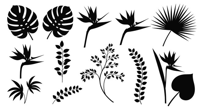 Collection of various tropical leaf and flower silhouettes including monstera and bird of paradise, perfect for exotic botanical design projects.