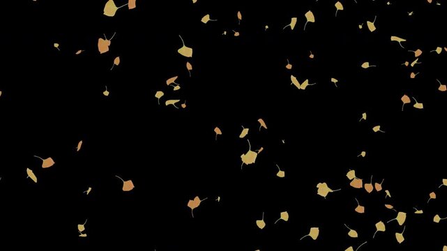 Falling Ginkgo Leaves with Alpha Channel &ndash; Autumn Yellow Leaves Overlay
紅葉したイチョウの葉が舞い散る アルファチャンネル付き 秋素材動画