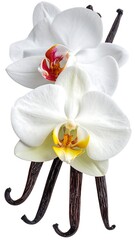 Delicate white orchid blossoms paired with dark, fragrant vanilla bean pods, isolated on a white backdrop