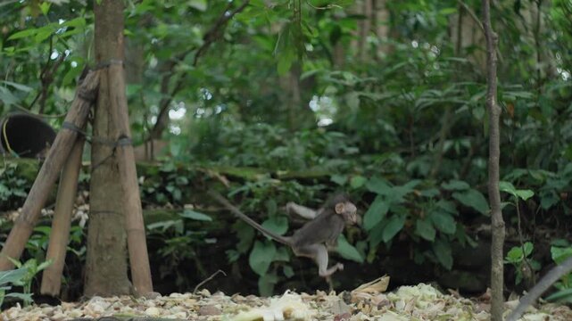 baby monkey playing around on the forest