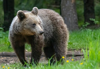 Fototapeta premium Brown Bear close up portrait in the nature