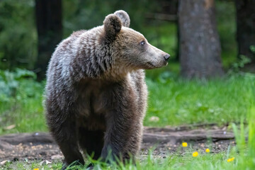 Fototapeta premium Brown Bear close up portrait in the nature
