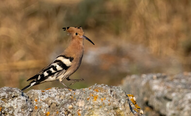 Hoopoe sitting on dirty road in early morning