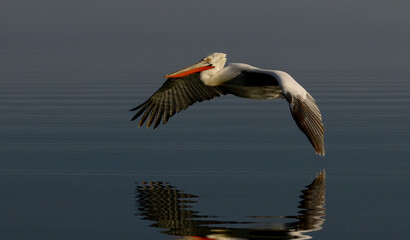 Obraz premium Dalmatian Pelican of Kerkini Lake