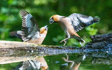 Adult Hawfinch sitting on the edge of water