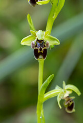 Ophrys attica in natural habitat
