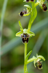 Ophrys attica in natural habitat