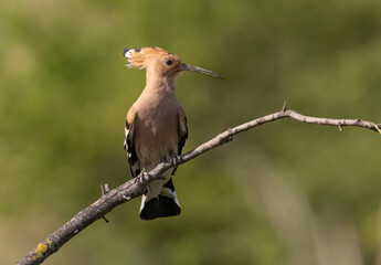 Hoopoe sitting on dirty road in early morning