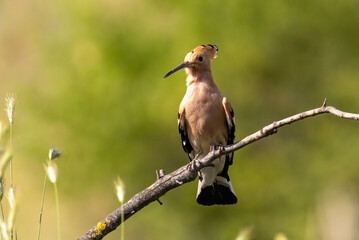 Hoopoe sitting on dirty road in early morning