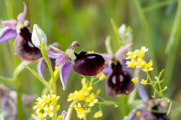 Horseshoe Orchid (Ophrys ferrum-equinum) in natural habitat