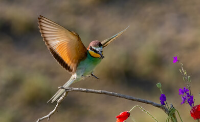 Common Bee-eater perching on stick