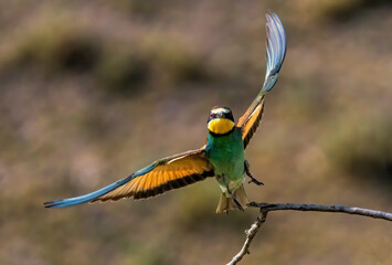 Common Bee-eater perching on stick