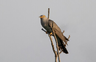 Common cuckoo sitting on tree
