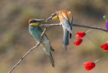 Common Bee-eater perching on stick