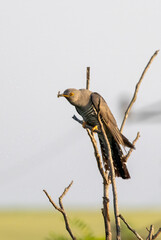 Common cuckoo sitting on tree