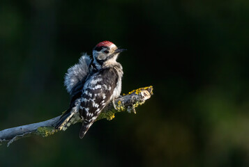 Lesser spotted Woodpecker (Dryobates minor) in a natural habitat