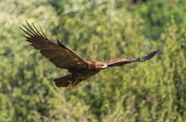 Obraz premium Lesser spotted eagle in a natural habitat