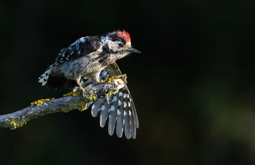 Lesser spotted Woodpecker (Dryobates minor) in a natural habitat