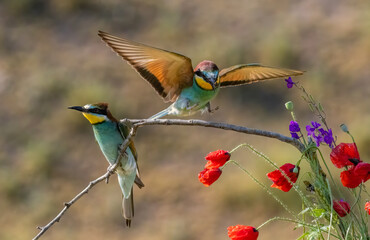 Common Bee-eater perching on stick