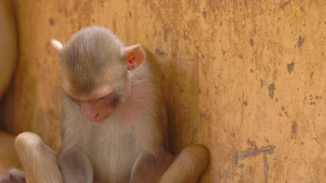 Medium shot of a rhesus macaque eating at Galta Ji Temple in Jaipur, India