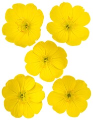 Five vivid yellow flowers with delicate petals arranged on a white background, showcasing their bright centers