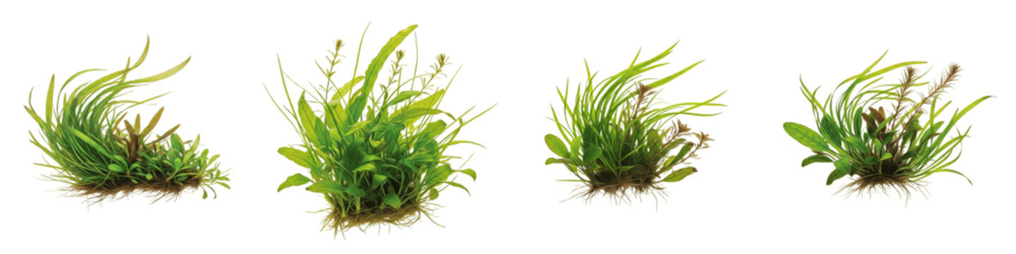 Set of fresh green grass tufts and wild plants isolated on white background, organic garden herbs and weeds botanical elements
